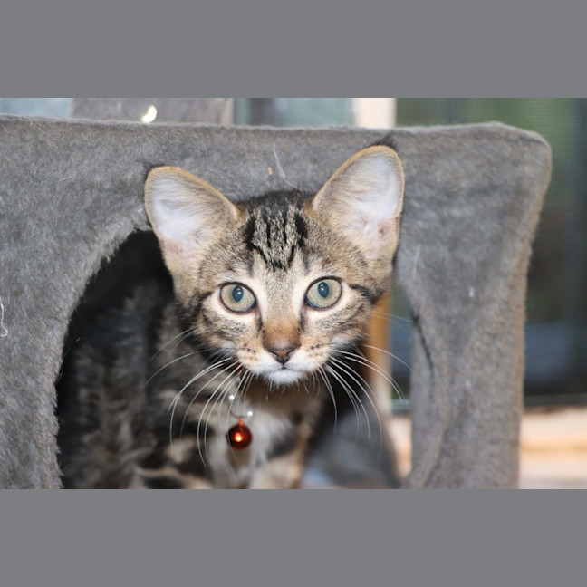 Photo of  Joey   Now At Pet Quarters Belmont 