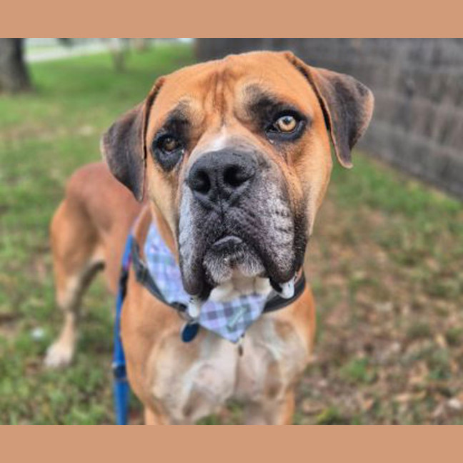 Photo of Goliath