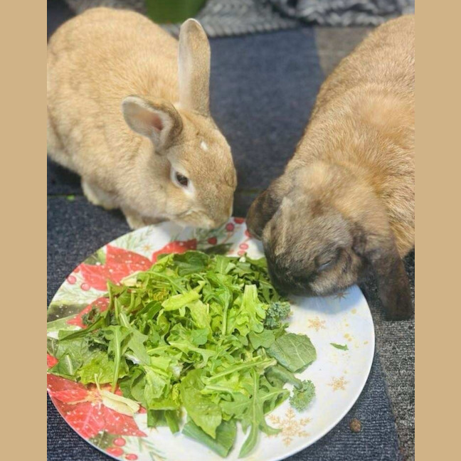 Photo of Stella & Thumper