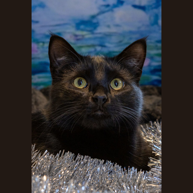 Photo of Miles Davis