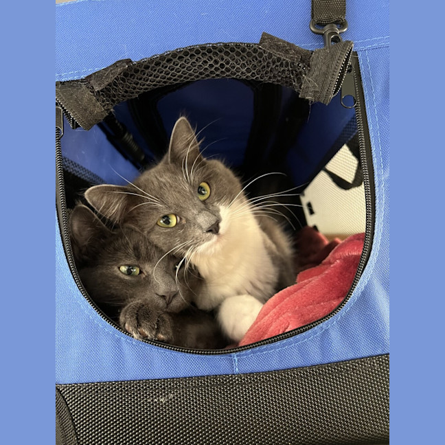 Photo of Ash (Bonded To Lyra)