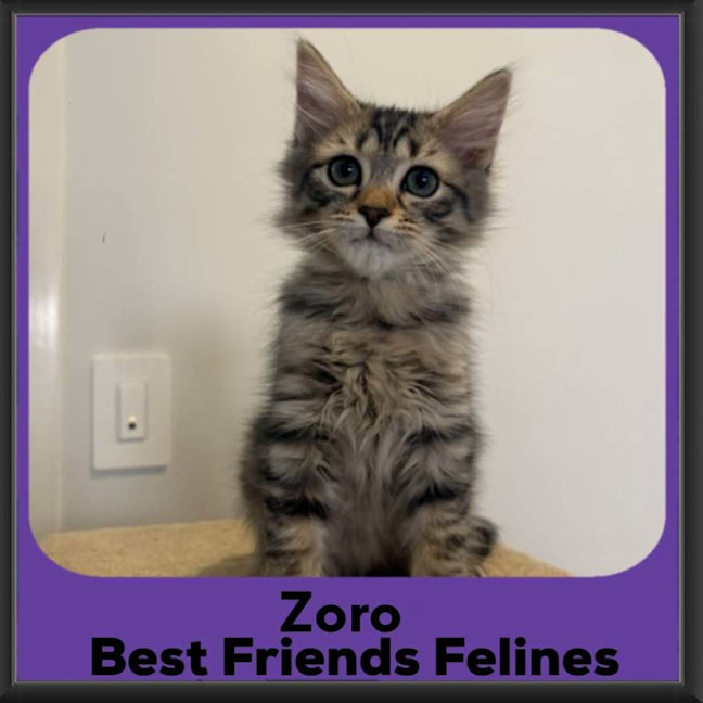 Photo of Zoro 
