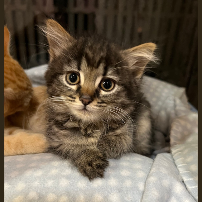 Photo of Luna (Lj) 