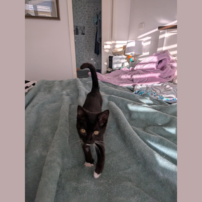 Photo of Bandit Meet Me@Petstock Hastings