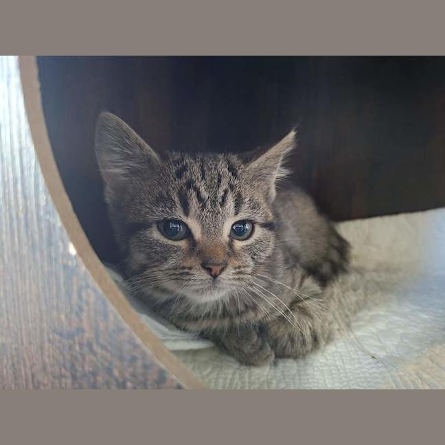 Photo of Moose