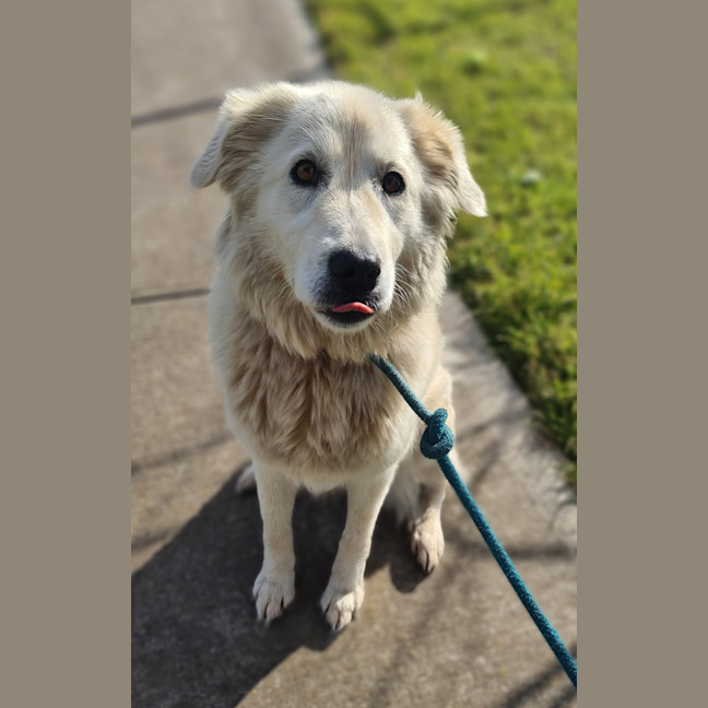 Photo of Willow