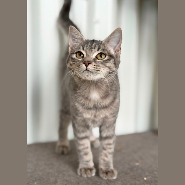 Photo of Dumpling