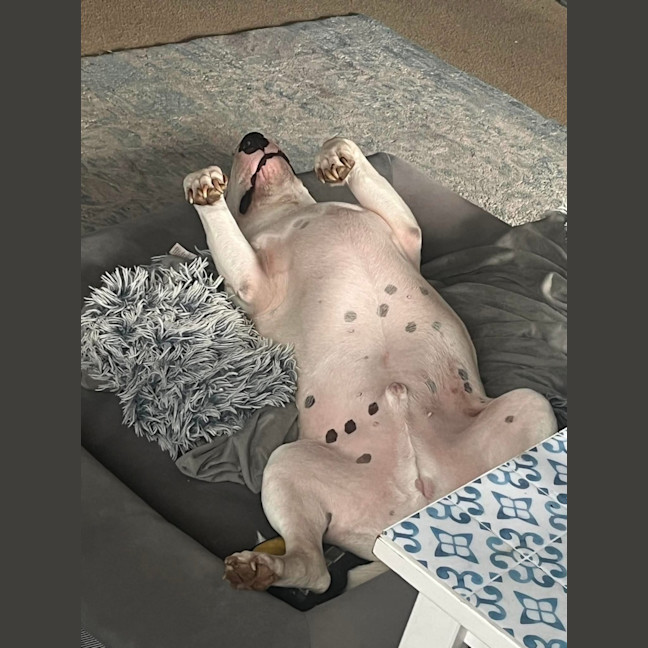 Photo of Dozer