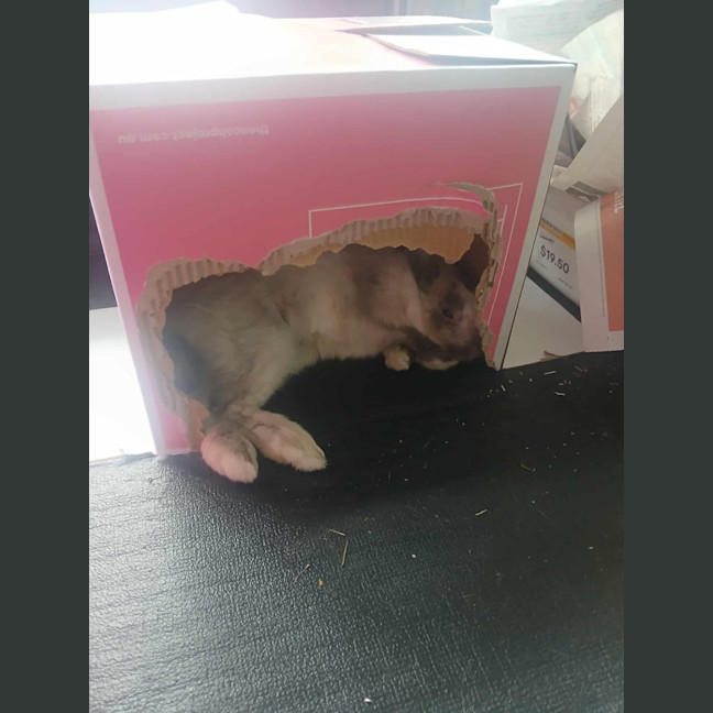 Photo of Kira