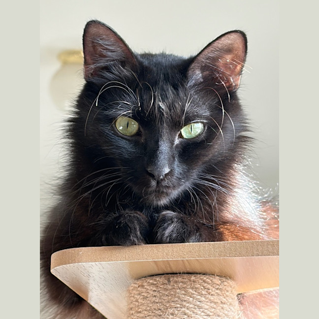 Photo of Minnie Moo