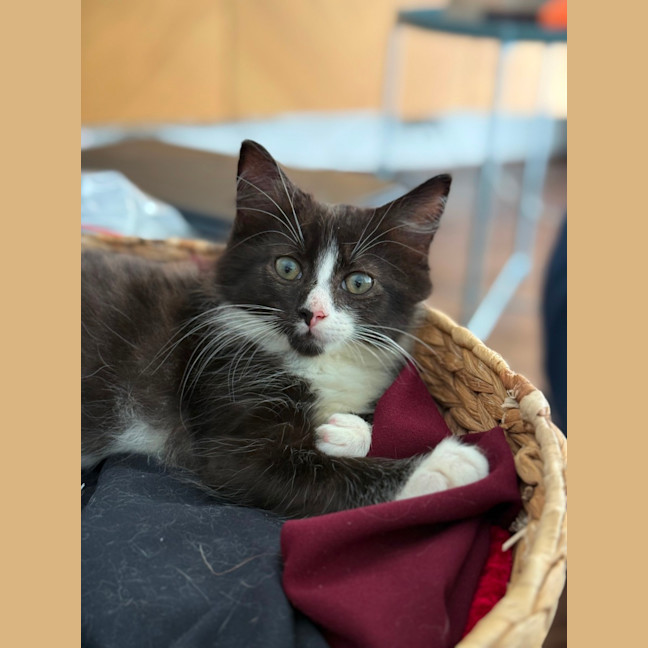 Photo of Winston