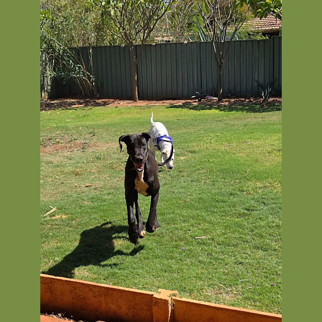 Photo of Bagheera (Mia)