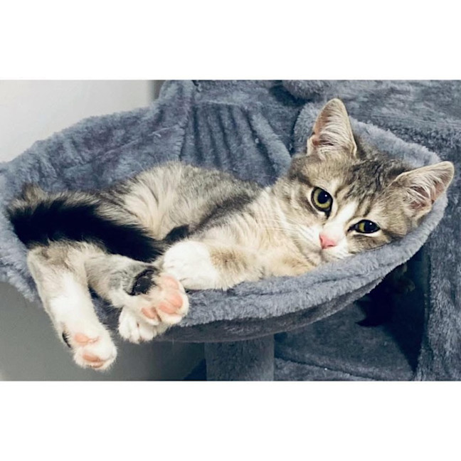 Photo of 12458   Celeste