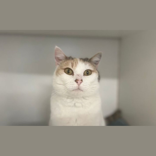 Photo of Toot