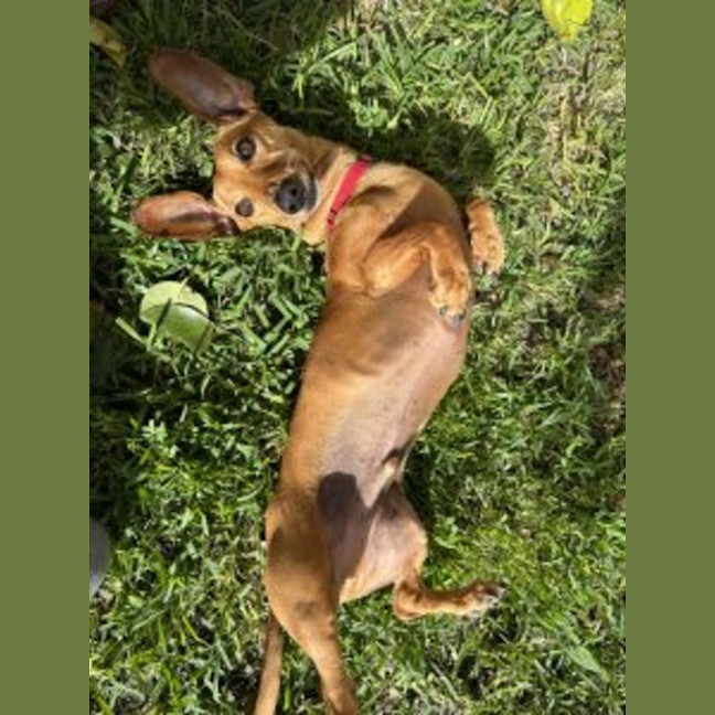 Photo of Schnitzel