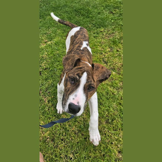 Photo of Milo