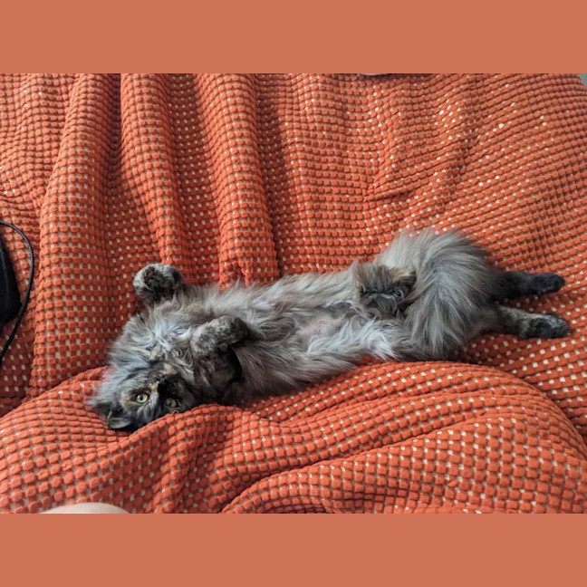 Photo of Sage   In Foster Care In Thornbury