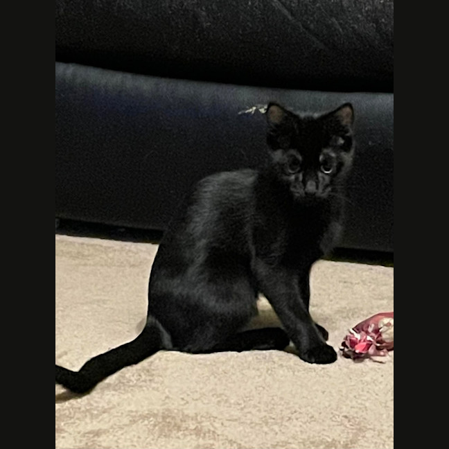 Photo of South   Meet Me At The Adoption Day 28/2