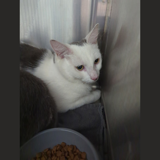 Photo of Pepé