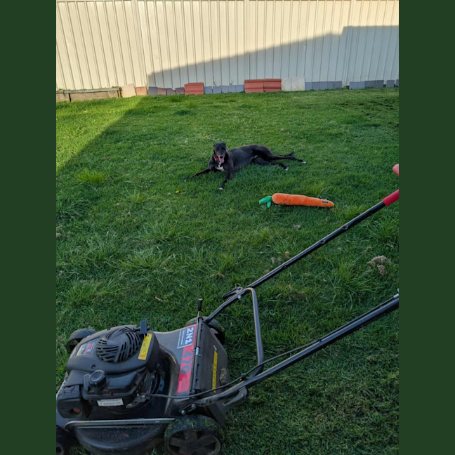 Photo of Panda, The Greyhound