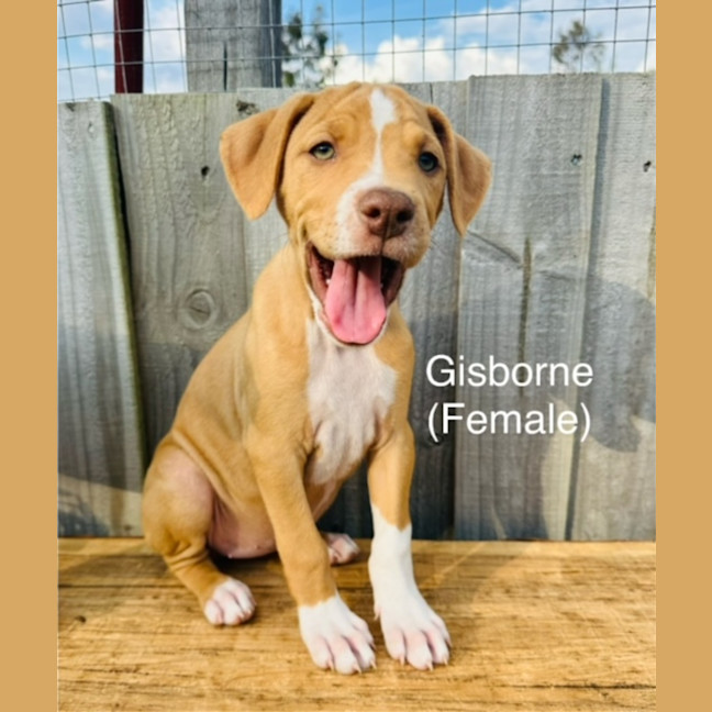 Photo of The Ranges Litter