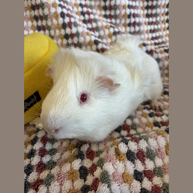 Photo of Marshmallow
