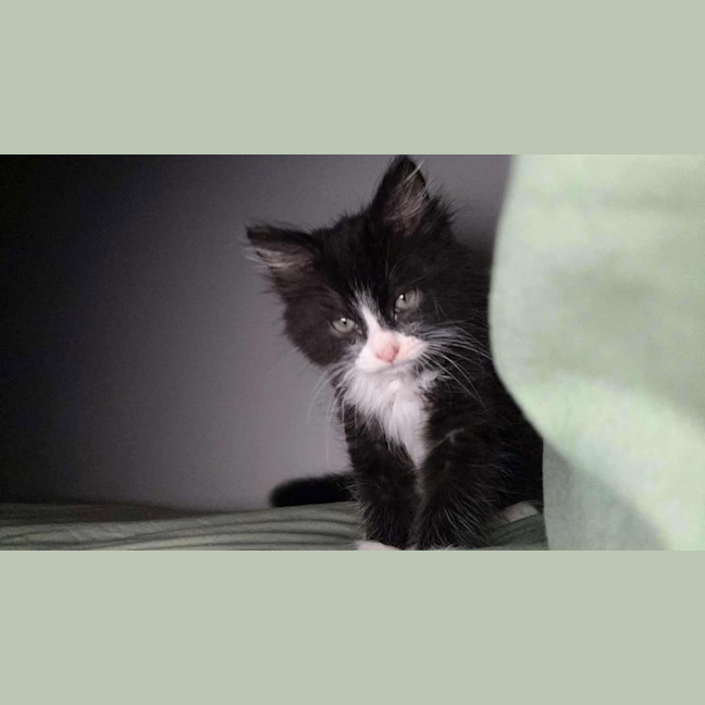 Photo of Sweet Potato