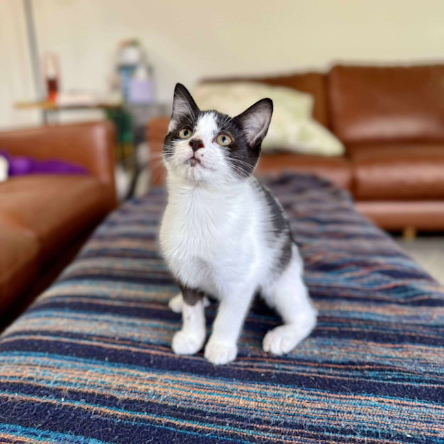 Photo of Marra   Meet Me At Vets On Parker