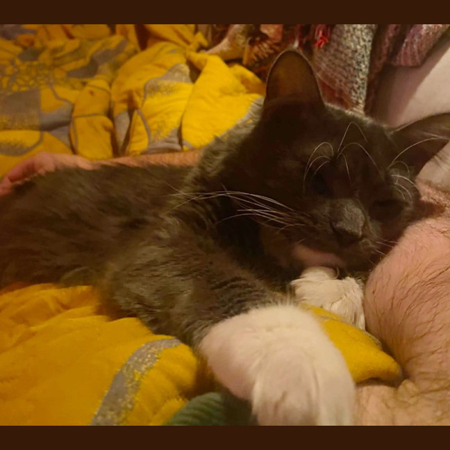 Photo of Arlo