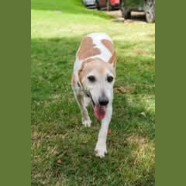 Photo of Ru Ru   9 Year Old Tenterfield Terrier