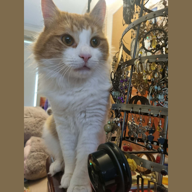Photo of Mango