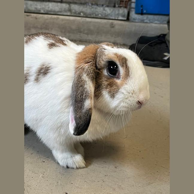 Photo of Stella