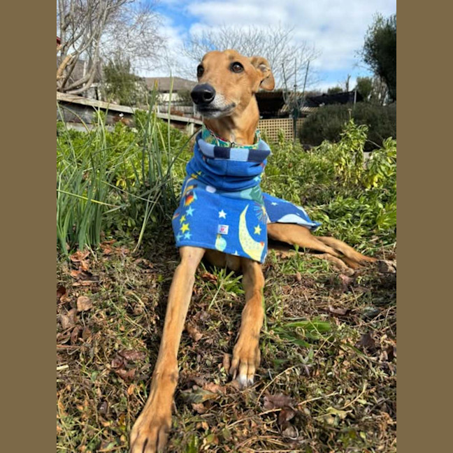 Photo of Arnold, The Greyhound