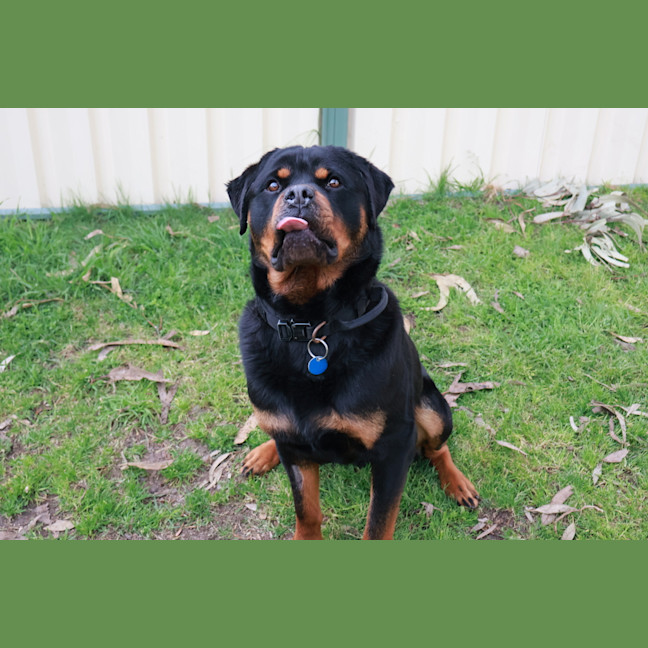Photo of Rogue