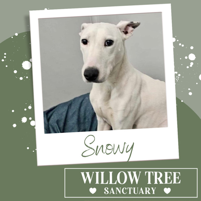 Photo of Snowy