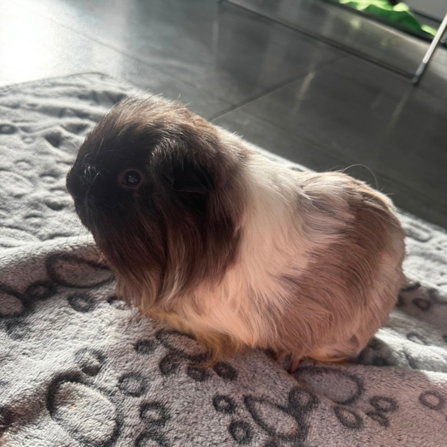 Photo of Bandit