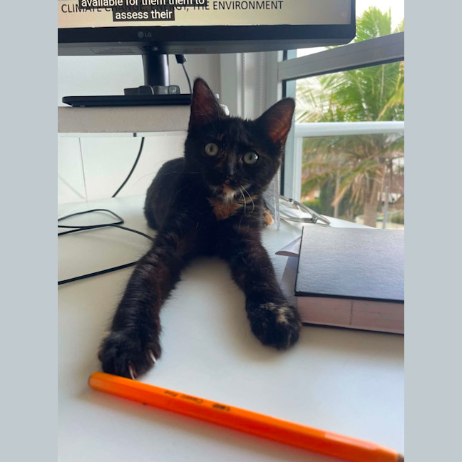 Photo of Frankie   6 Month Old Domestic Medium Hair