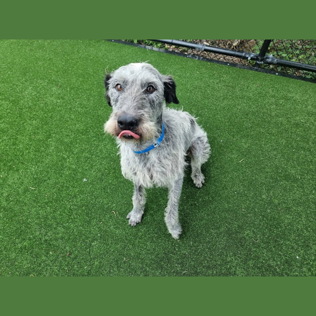 Photo of Bolt Imp 2485