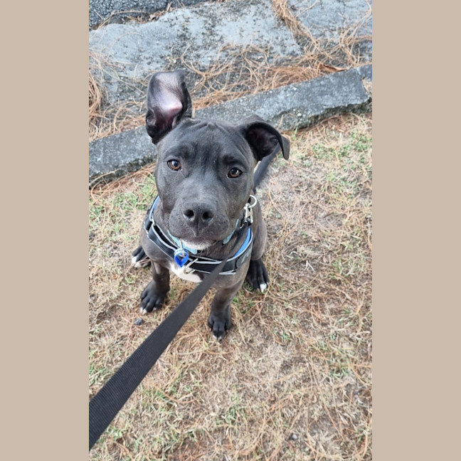 Photo of Leroy   7 Month Old Staffy
