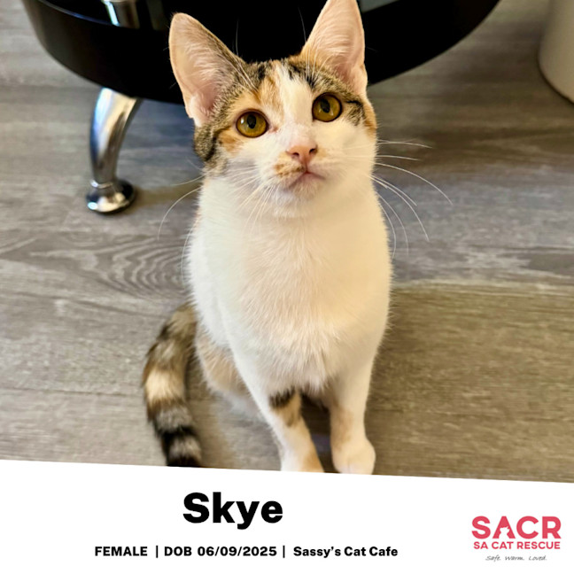 Photo of Skye