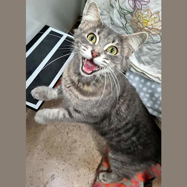 Photo of Momo