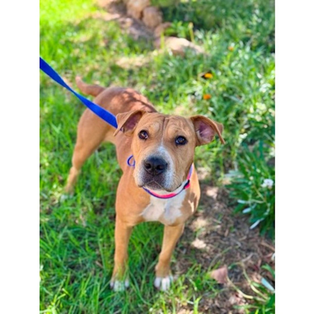 Photo of Sage *$350 Adoption Fee*