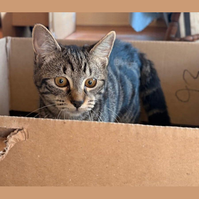 Photo of Phoebe 