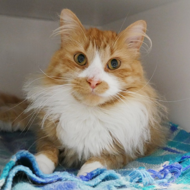 Photo of Mango Sta013051