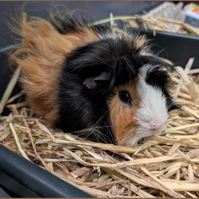 Photo of Yogi