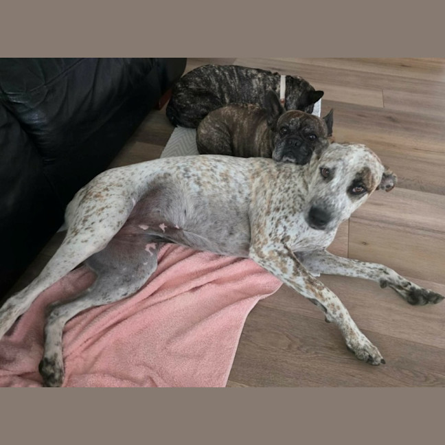 Photo of Indi   1 Year Old Great Dane X Cattle Dog