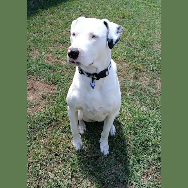 Photo of Scarlet   4 Year Old Bullmastiff