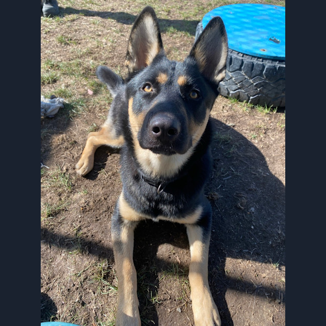 Photo of Moose
