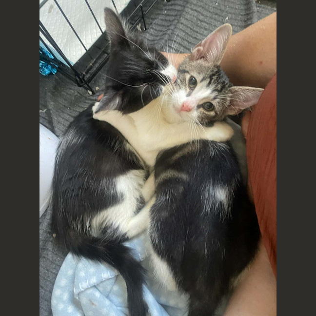 Photo of Echo