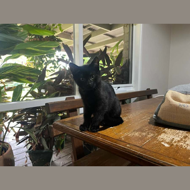 Photo of Luna Meet Me@Petstock Chelsea Store 
